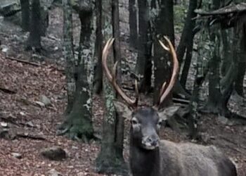 Fauna selvatica, il Grig: “Qualche soldo, ma nessun atto concreto per salvare i cervi e impedire incidenti”