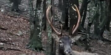 Fauna selvatica, il Grig: “Qualche soldo, ma nessun atto concreto per salvare i cervi e impedire incidenti”