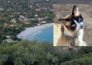 Strage di gatti infinita a Torre delle Stelle, avvelenati senza pietà