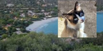 Strage di gatti infinita a Torre delle Stelle, avvelenati senza pietà