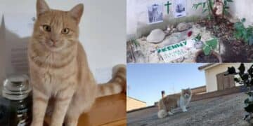 A Siliqua la storia di Kenny e il suo amico a quattro zampe, che veglia sulla tomba, diventa nazionale