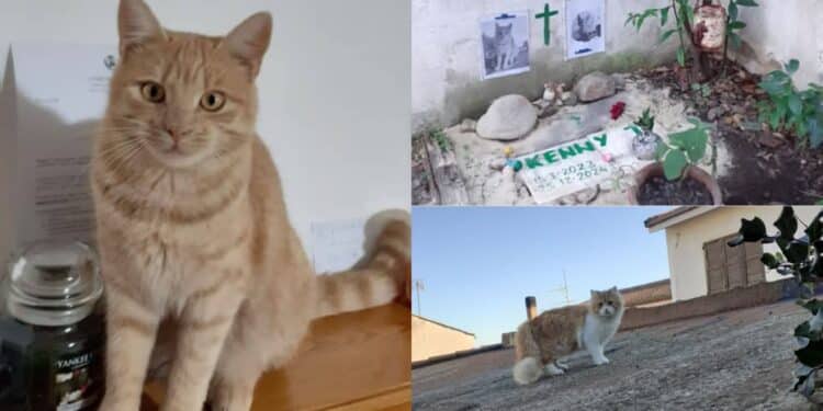 A Siliqua la storia di Kenny e il suo amico a quattro zampe, che veglia sulla tomba, diventa nazionale