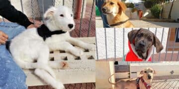 La carica delle code ad Assemini, oltre mille trovatelli dati in adozione