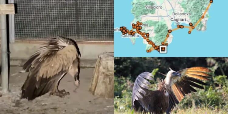 Esmeralda è salva, la giovane grifone esploratrice curata a Monastir era letteralmente morta di fame