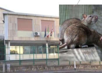 Cagliari, ancora topi all’Alfieri: nuovo stop alle lezioni