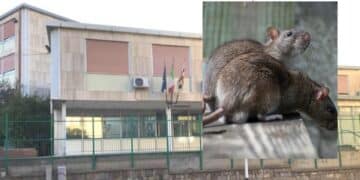 Cagliari, ancora topi all’Alfieri: nuovo stop alle lezioni