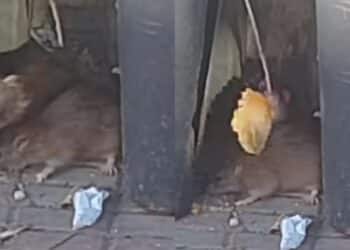 Cagliari, ratti alla fermata del bus in via Abruzzi: “Rovistano tra i rifiuti”