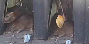 Cagliari, ratti alla fermata del bus in via Abruzzi: “Rovistano tra i rifiuti”