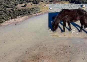 Nuova vita sulla Giara: le piogge invernali hanno iniziato a riempire le paludi