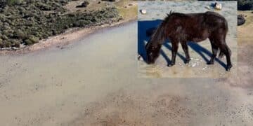 Nuova vita sulla Giara: le piogge invernali hanno iniziato a riempire le paludi