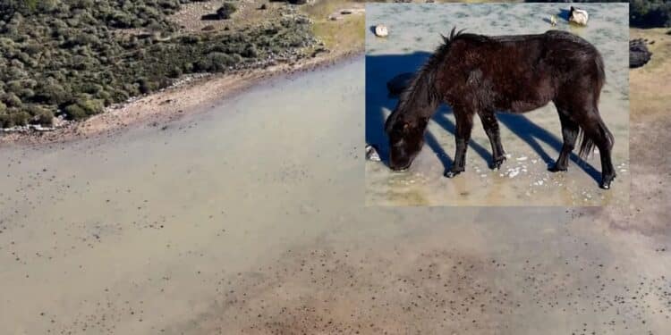 Nuova vita sulla Giara: le piogge invernali hanno iniziato a riempire le paludi