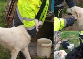 Serramanna, scorte di acqua per i cani del rifugio grazie alla protezione civile