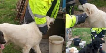 Serramanna, scorte di acqua per i cani del rifugio grazie alla protezione civile