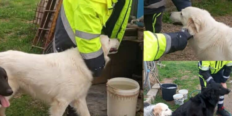 Serramanna, scorte di acqua per i cani del rifugio grazie alla protezione civile