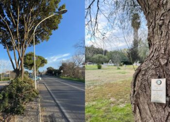Decimomannu, via gli alberi pericolanti: in arrivo nuove piante