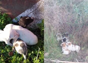 Maltrattamenti di animali, 12 cuccioli abbandonati in campagna