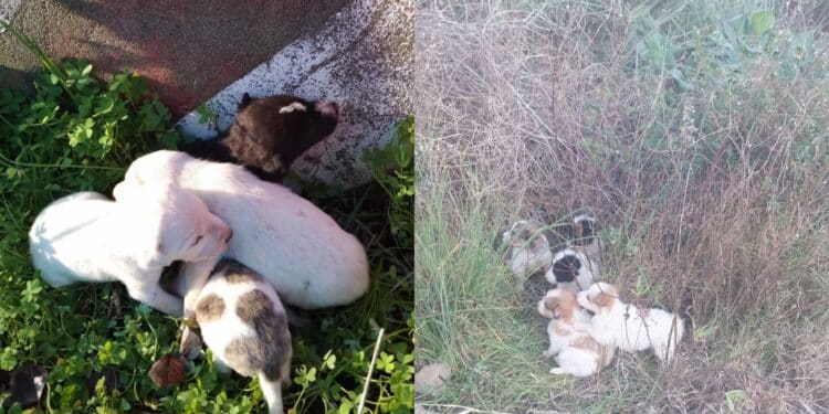 Maltrattamenti di animali, 12 cuccioli abbandonati in campagna