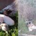 Maltrattamenti di animali, 12 cuccioli abbandonati in campagna