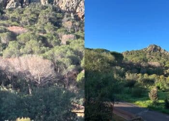 Capoterra, la pineta di Pauliara a Poggio dei Pini è “a rischio”