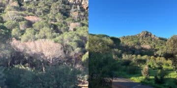 Capoterra, la pineta di Pauliara a Poggio dei Pini è “a rischio”