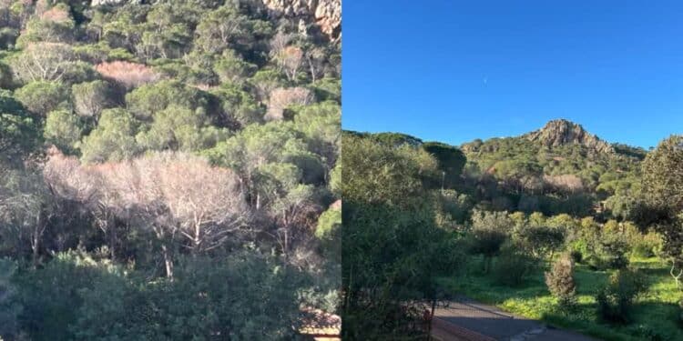 Capoterra, la pineta di Pauliara a Poggio dei Pini è “a rischio”