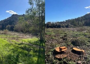 Capoterra, giù gli storici alberi di Poggio dei Pini