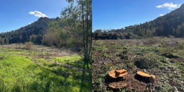 Capoterra, giù gli storici alberi di Poggio dei Pini