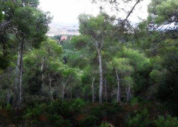 Sinnai, corse sfrenate in pineta: un gatto investito è solo l’ultima vittima