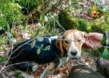 Iglesias, cane cade in una cavità rocciosa: salvato dai Vigili del Fuoco