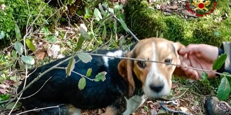 Iglesias, cane cade in una cavità rocciosa: salvato dai Vigili del Fuoco