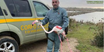 Fenicottero ferito da tempo nello stagno di Cabras, salvataggio spettacolare del Corpo forestale