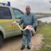 Fenicottero ferito da tempo nello stagno di Cabras, salvataggio spettacolare del Corpo forestale