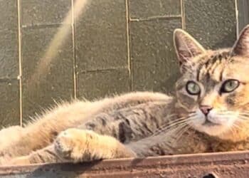 Radio Zampetta Sarda: scomparsa Micia, la mascotte della clinica di via Turati a Quartu