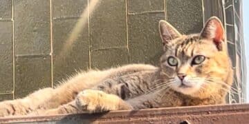 Radio Zampetta Sarda: scomparsa Micia, la mascotte della clinica di via Turati a Quartu