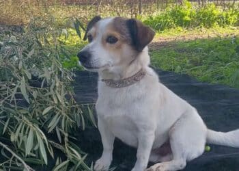 Sestu, cagnolino sparato e ucciso: trovato morto dopo giorni di ricerca