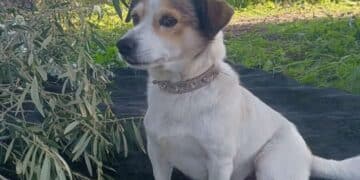 Sestu, cagnolino sparato e ucciso: trovato morto dopo giorni di ricerca