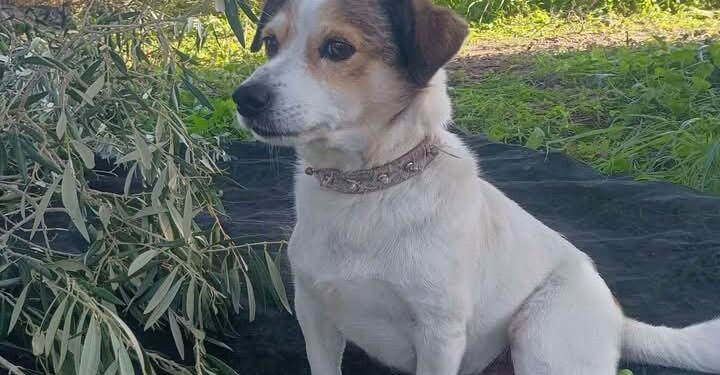 Sestu, cagnolino sparato e ucciso: trovato morto dopo giorni di ricerca