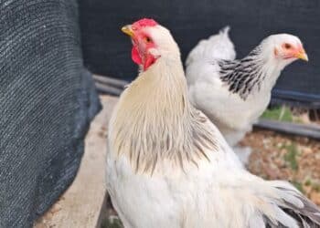 Assemini, rubati un gallo e una gallina: “Allevati fin da pulcini, restituiteceli”