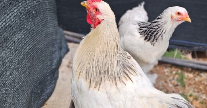 Assemini, rubati un gallo e una gallina: “Allevati fin da pulcini, restituiteceli”