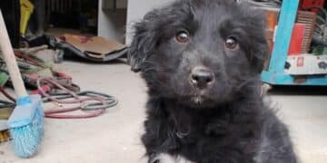 Sinnai, cagnolina sparita nel nulla: il proprietario disperato offre una ricompensa