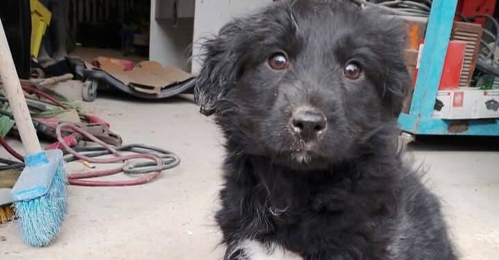 Sinnai, cagnolina sparita nel nulla: il proprietario disperato offre una ricompensa