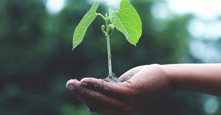 Sarroch: ok a “Incomunis”, progetto per la Comunità di Tutela delle Agro Biodiversità