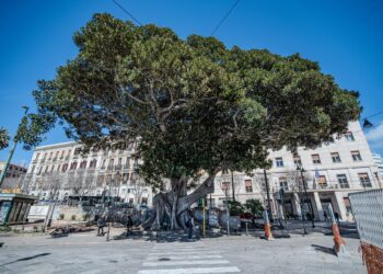 Cagliari, 3 piante sono state inserite nell’elenco regionale degli Alberi monumentali