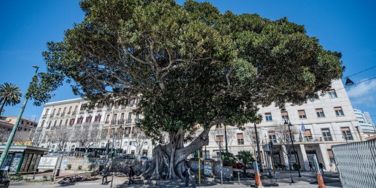 Cagliari, 3 piante sono state inserite nell’elenco regionale degli Alberi monumentali