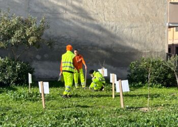 Ladri di alberi da frutto in azione, sottratte alcune piante a Quartu