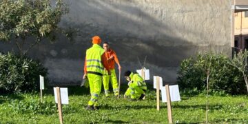 Ladri di alberi da frutto in azione, sottratte alcune piante a Quartu