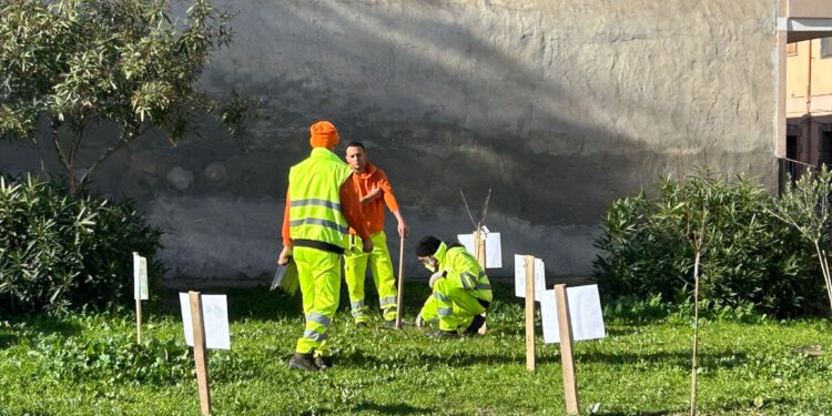 Ladri di alberi da frutto in azione, sottratte alcune piante a Quartu