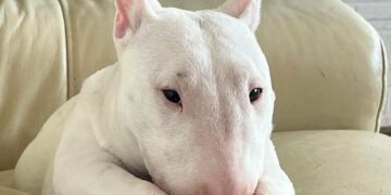 Maracalagonis, cucciolone depresso a causa del padrone malato cerca una nuova casa