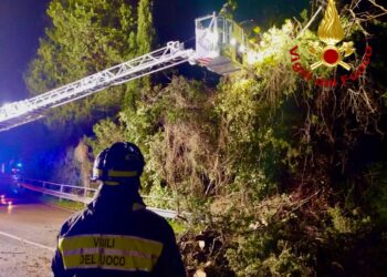 Cipresso pericolante sulla ex Ss 125 a Sinnai, intervengono i vigili del fuoco