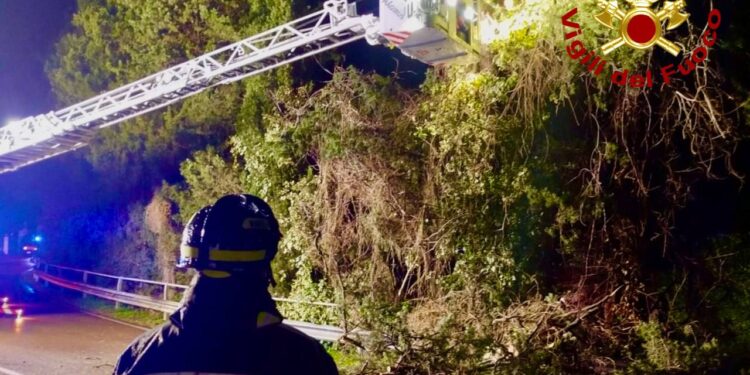 Cipresso pericolante sulla ex Ss 125 a Sinnai, intervengono i vigili del fuoco